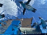 サンシャイン水族館に投稿された画像（2025/7/31）