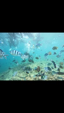 武藤潜水に投稿された画像（2025/7/31）