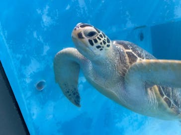 のとじま水族館に投稿された画像（2025/7/31）