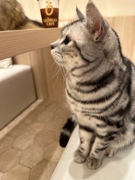 猫カフェモカ　イオンモール幕張新都心店に投稿された画像（2025/7/31）