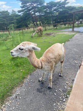 那須どうぶつ王国に投稿された画像（2025/7/31）