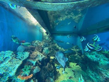 越前松島水族館に投稿された画像（2025/7/31）