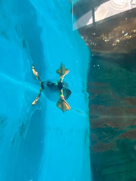 アクアワールド茨城県大洗水族館に投稿された画像（2025/7/31）