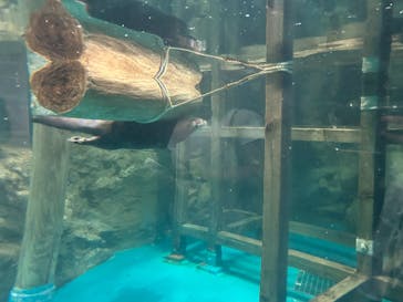 アクアワールド茨城県大洗水族館に投稿された画像（2025/7/31）