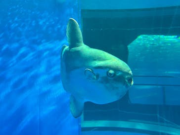 アクアワールド茨城県大洗水族館に投稿された画像（2025/7/31）