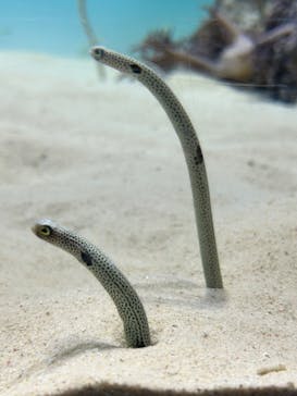 アクアワールド茨城県大洗水族館に投稿された画像（2025/7/31）