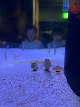 マリンワールド海の中道に投稿された画像（2025/7/31）