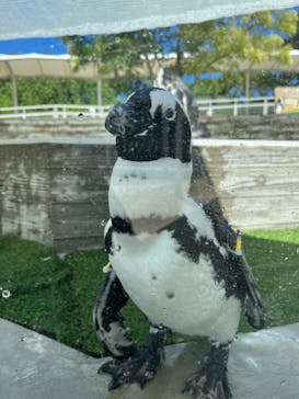 マリンワールド海の中道に投稿された画像（2025/7/31）