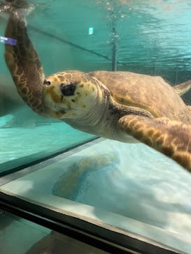 マリンワールド海の中道に投稿された画像（2025/7/31）