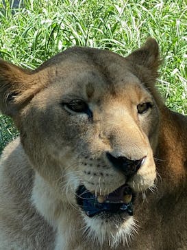 秋吉台自然動物公園 サファリランドに投稿された画像（2025/7/31）