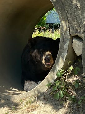秋吉台自然動物公園 サファリランドに投稿された画像（2025/7/31）