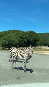 秋吉台自然動物公園 サファリランドに投稿された画像（2025/7/31）