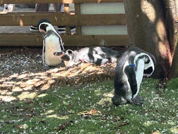 那須どうぶつ王国に投稿された画像（2025/7/31）