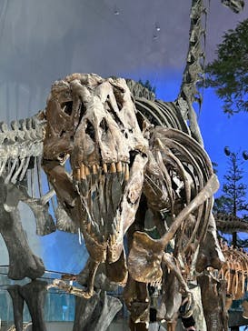 福井県立恐竜博物館に投稿された画像（2025/7/31）