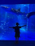 のとじま水族館に投稿された画像（2025/7/31）