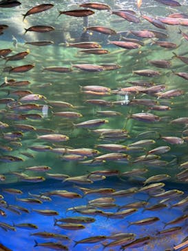しながわ水族館に投稿された画像（2025/7/31）