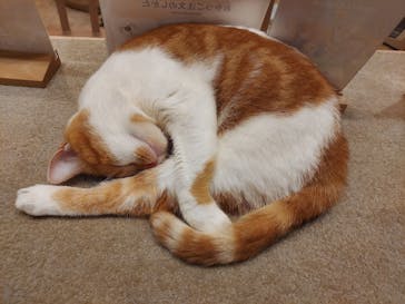 猫カフェモカ　イオンモール幕張新都心店に投稿された画像（2025/7/31）