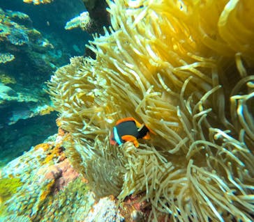  マリンショップHAPPYに投稿された画像（2025/7/31）