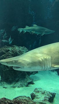 マリンワールド海の中道に投稿された画像（2025/7/31）