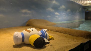 マリンワールド海の中道に投稿された画像（2025/7/31）