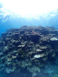 MarinService碧（マリンサービスアオ）に投稿された画像（2025/7/31）