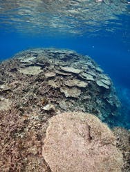 MarinService碧（マリンサービスアオ）に投稿された画像（2025/7/31）