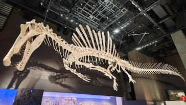 福井県立恐竜博物館に投稿された画像（2025/7/31）