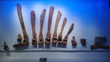 福井県立恐竜博物館に投稿された画像（2025/7/31）