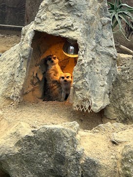 伊豆シャボテン動物公園に投稿された画像（2025/7/31）