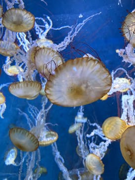 新江ノ島水族館に投稿された画像（2025/7/31）