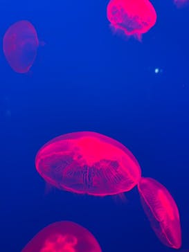 大分マリーンパレス水族館 「うみたまご」に投稿された画像（2025/7/31）