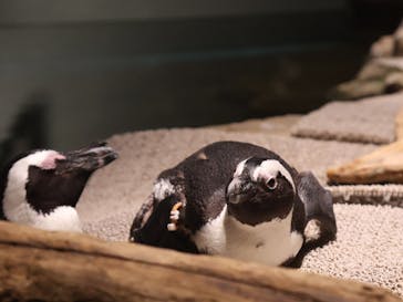 NIFREL（ニフレル）に投稿された画像（2025/7/31）