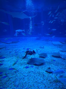 沖縄美ら海水族館（館内体験）に投稿された画像（2025/7/31）