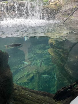 世界淡水魚園水族館　アクア・トトぎふに投稿された画像（2025/7/31）