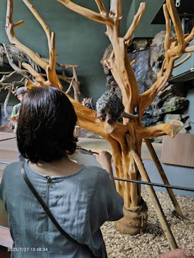 カワスイ 川崎⽔族館に投稿された画像（2025/7/31）