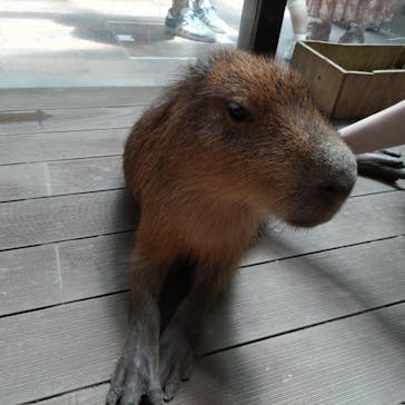 カワスイ 川崎⽔族館に投稿された画像（2025/7/31）
