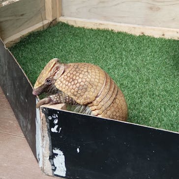 カワスイ 川崎⽔族館に投稿された画像（2025/7/31）