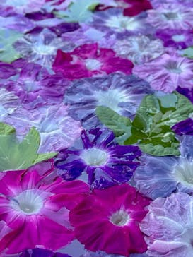 三溪園に投稿された画像（2025/7/31）