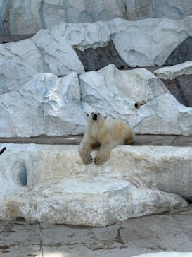 恩賜上野動物園に投稿された画像（2025/7/31）