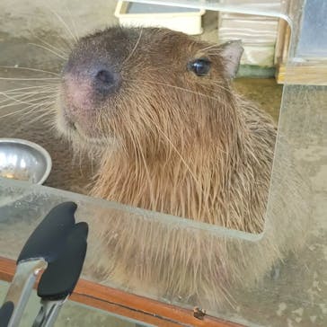 新江ノ島水族館に投稿された画像（2025/8/1）