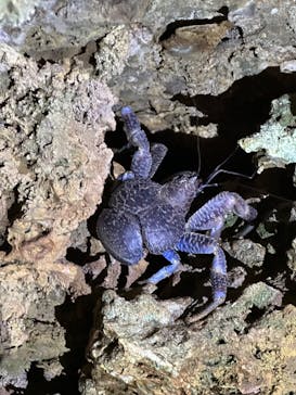 スターライフ石垣島に投稿された画像（2025/8/1）