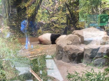 恩賜上野動物園に投稿された画像（2025/8/1）