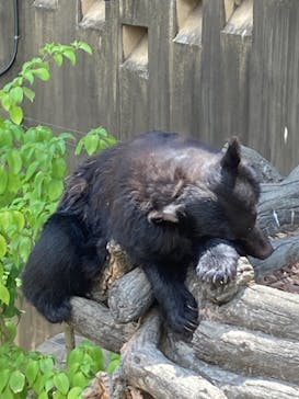 恩賜上野動物園に投稿された画像（2025/8/1）