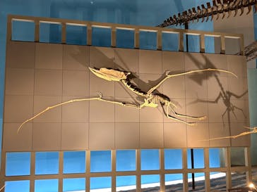 アソビュー！ポイントに投稿された画像（2025/8/1）