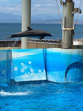 新江ノ島水族館に投稿された画像（2025/8/1）