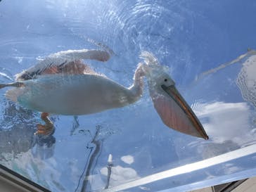 サンシャイン水族館に投稿された画像（2025/8/1）