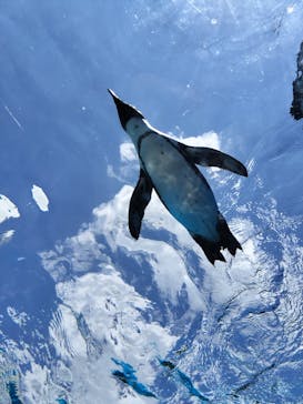 サンシャイン水族館に投稿された画像（2025/8/1）