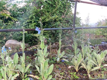 白馬五竜高山植物園に投稿された画像（2025/8/1）