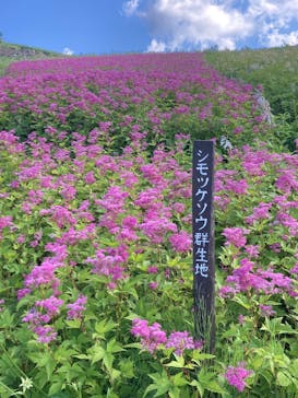 白馬五竜高山植物園に投稿された画像（2025/8/1）