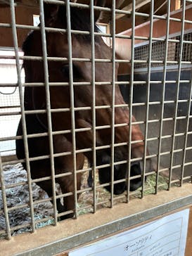 ノーザンホースパークに投稿された画像（2025/8/1）